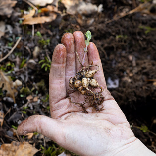 Identifier les plantes comestibles en forêt