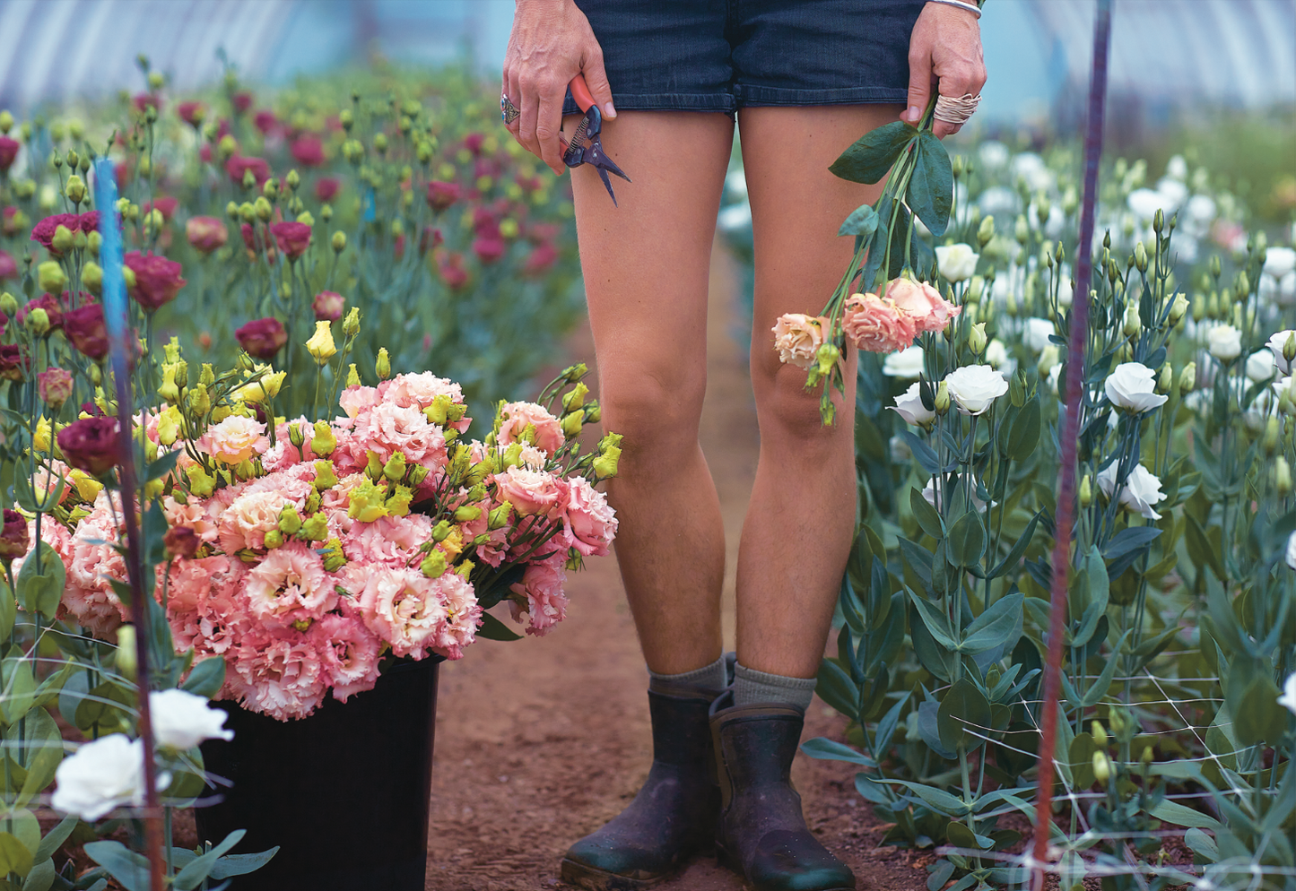 Floramama. From garden to bouquet: everything about growing flowers