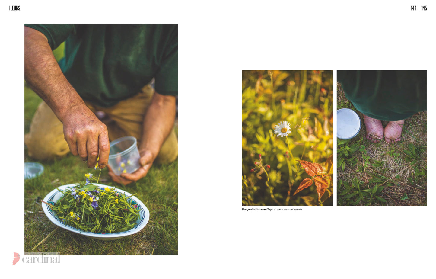 Forest. Identify, pick, cook