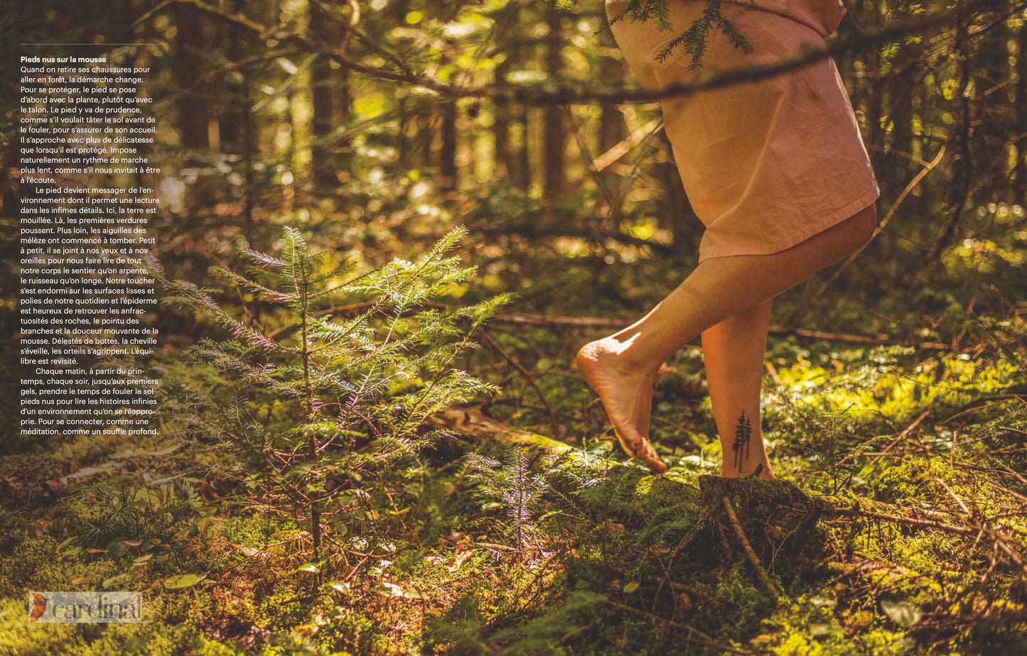 Forest. Identify, pick, cook