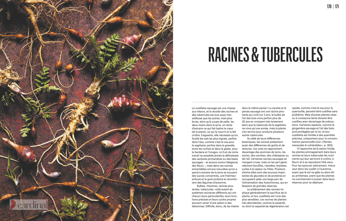 Forest. Identify, pick, cook