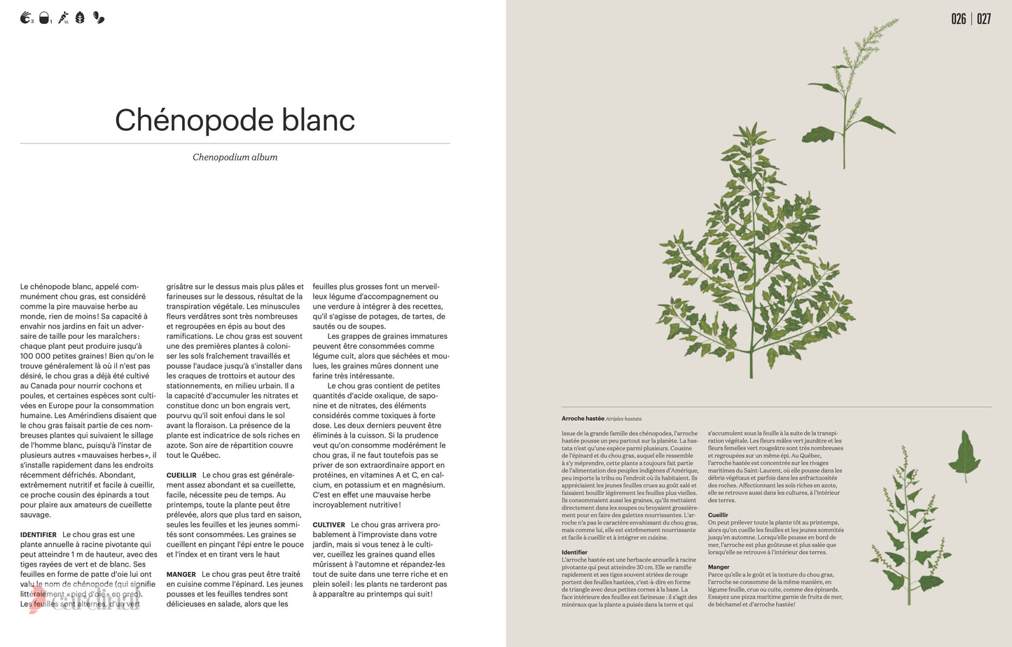 Forest. Identify, pick, cook