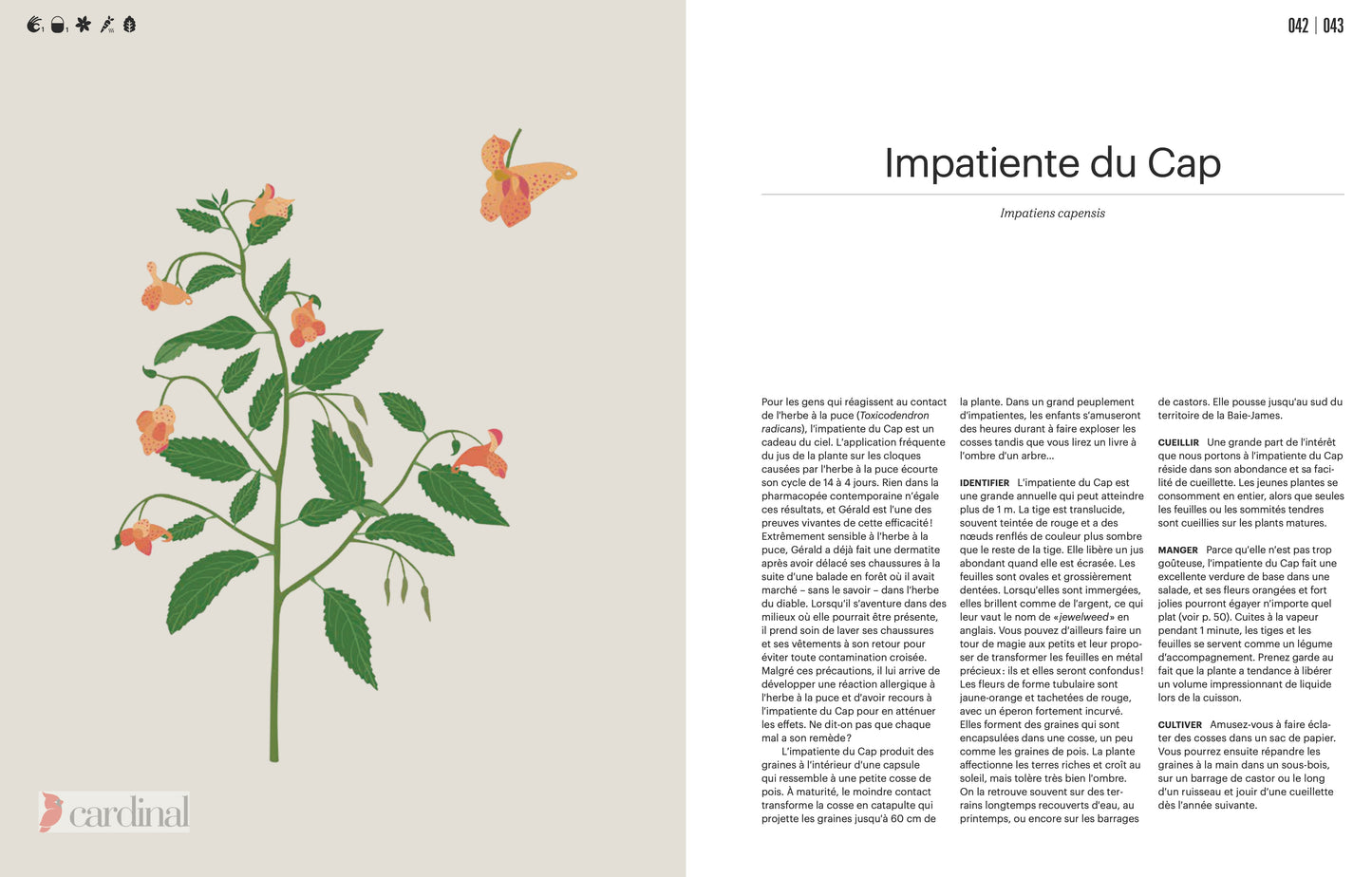 Forest. Identify, pick, cook