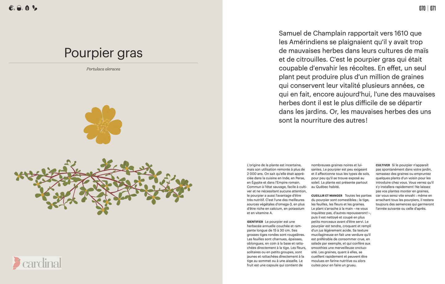 Forest. Identify, pick, cook