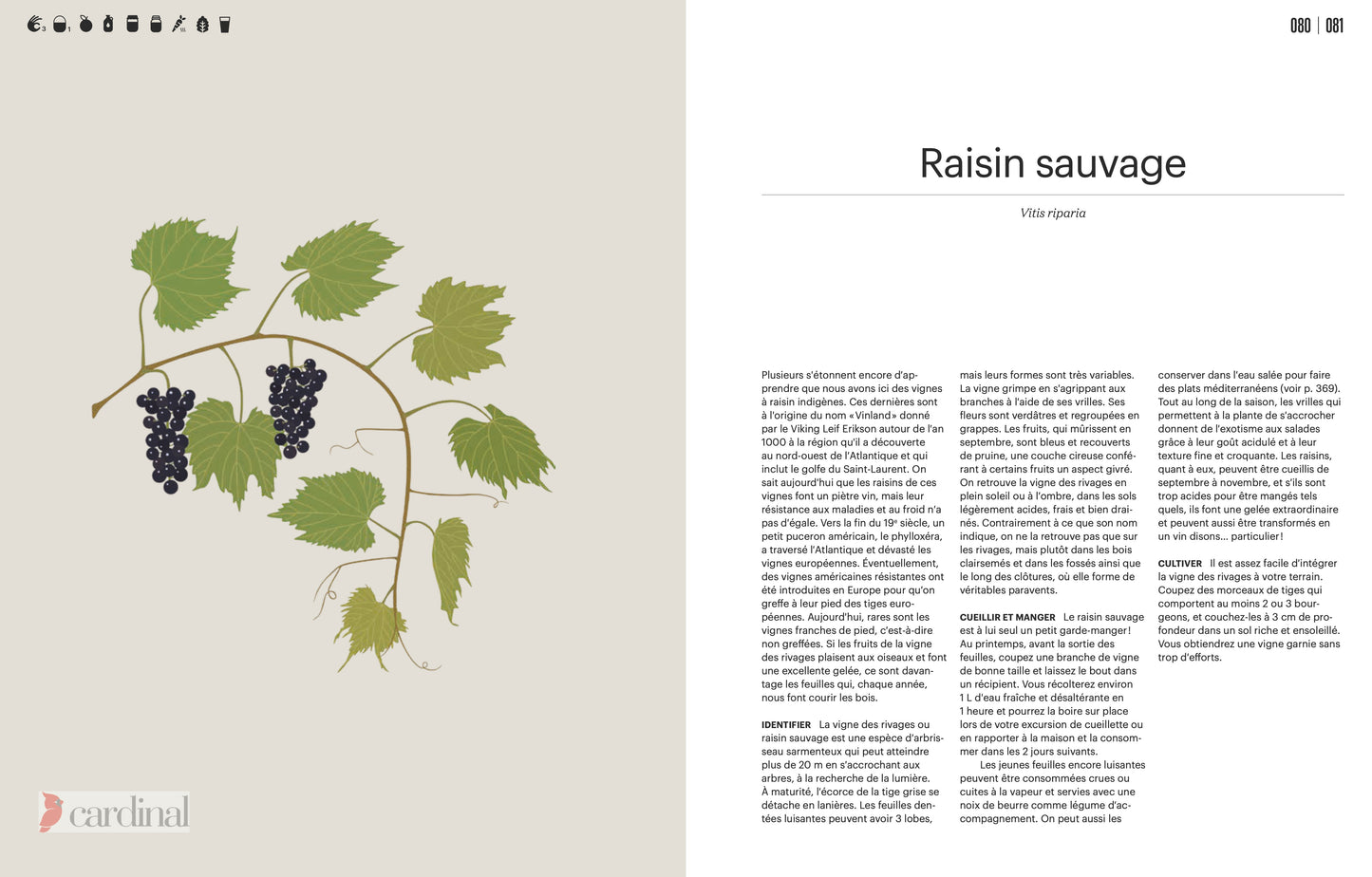 Forest. Identify, pick, cook