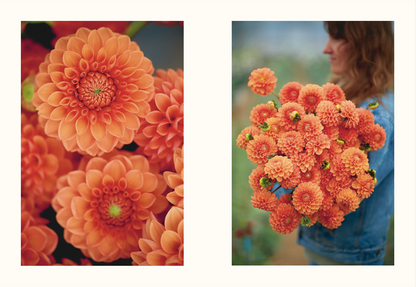 Floramama. From garden to bouquet: everything about growing flowers [PAPER]