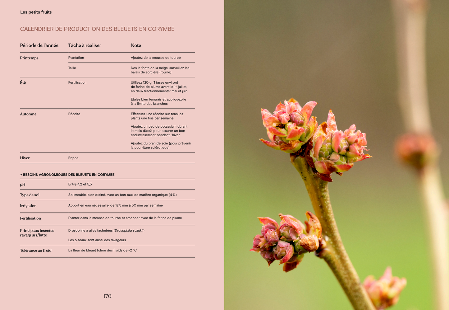 La fleur et le fruit - Réussir son jardin fruitier au Québec