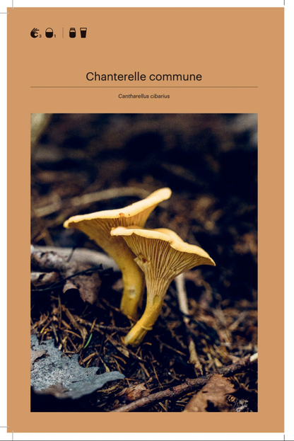 Cueillir la forêt — Guide d'identification des plantes sauvages