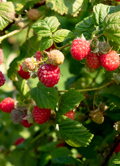 La fleur et le fruit - Réussir son jardin fruitier au Québec